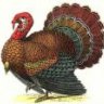 GobbleGobble